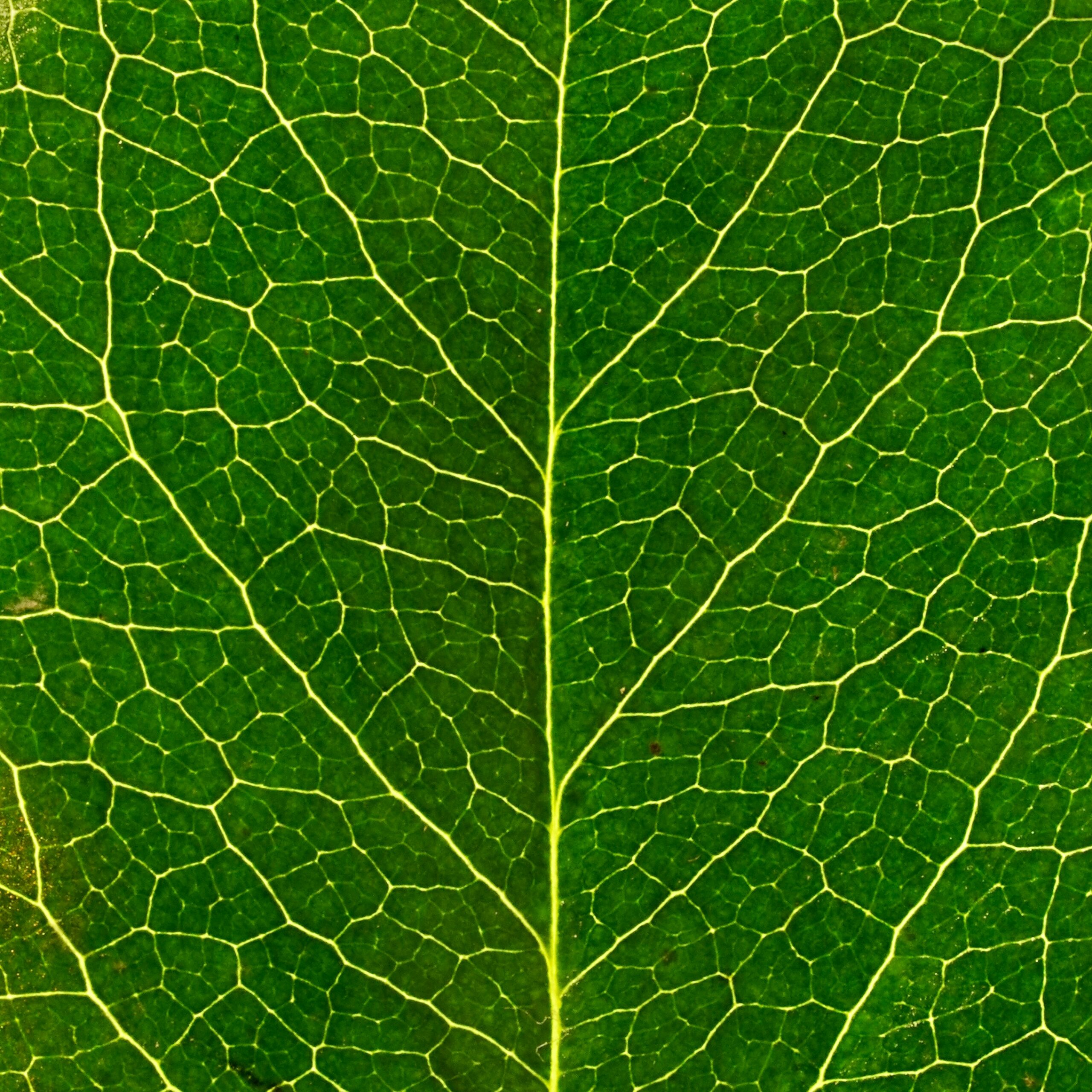 macro leaf pattern